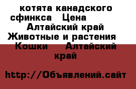 котята канадского сфинкса › Цена ­ 8 000 - Алтайский край Животные и растения » Кошки   . Алтайский край